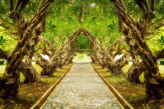 Обои картинки фото природа, дороги, landscape, exotic, деревья, tree, тропа, аллея, plumeria, nature, park, парк, forest