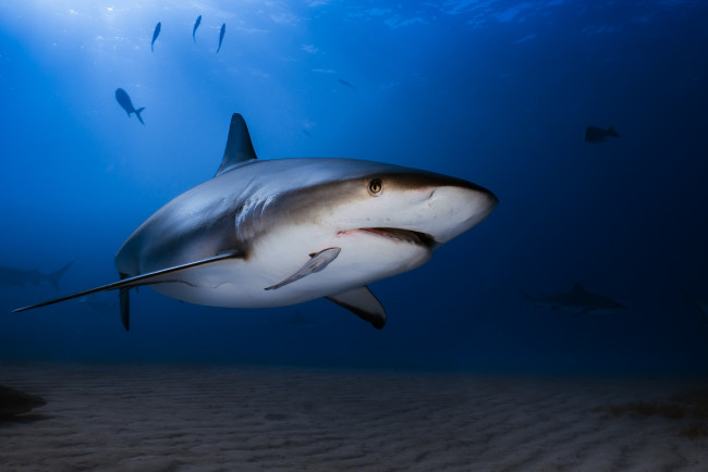 Обои картинки фото животные, акулы, океан