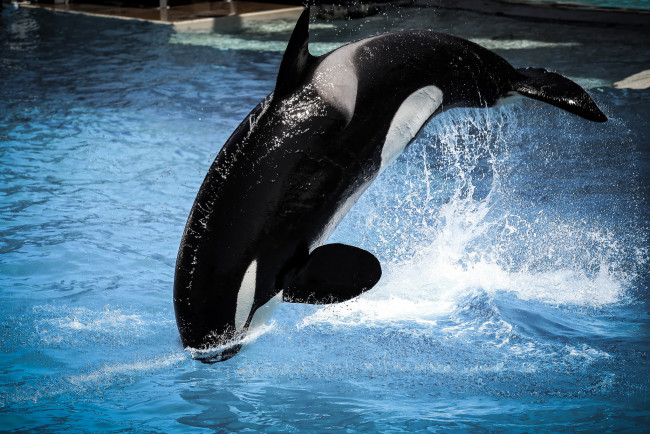 Обои картинки фото животные, дельфины, прыжок