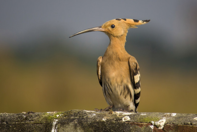 Обои картинки фото животные, удоды, птичка