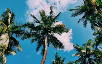 Картинка природа деревья пальмы