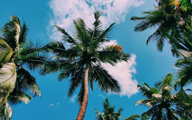 Обои картинки фото природа, деревья, пальмы
