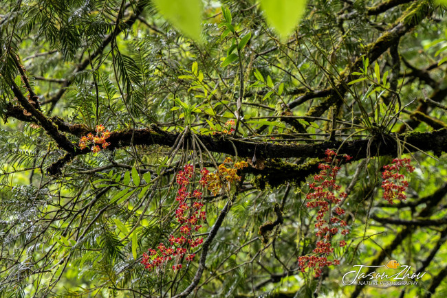 Обои картинки фото природа, деревья, тропический, лес