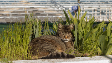 Картинка животные коты котейка кот кошка кошара кошак киска киса кисулька