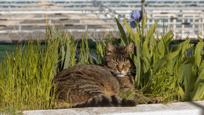 Обои картинки фото животные, коты, котейка, кот, кошка, кошара, кошак, киска, киса, кисулька