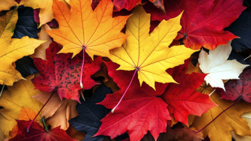 Картинка природа листья осень кленовые