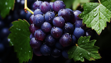 Картинка 3д+графика природа+ nature ягоды виноград грозди капли