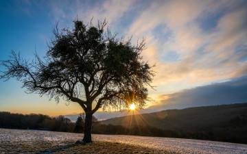 Картинка природа деревья дерево роща поля горы солнце