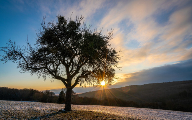 Обои картинки фото природа, деревья, дерево, роща, поля, горы, солнце