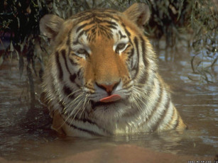 Картинка тигр животные тигры