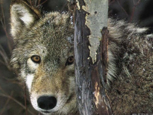 Картинка волк животные волки