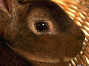 Картинка животные кролики зайцы