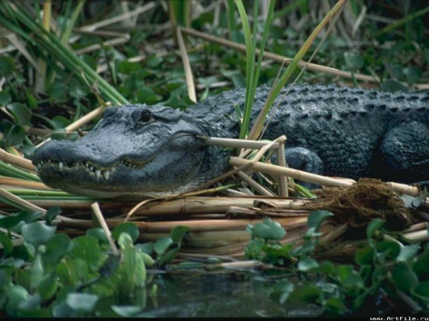 Обои картинки фото крокодил, животные, крокодилы