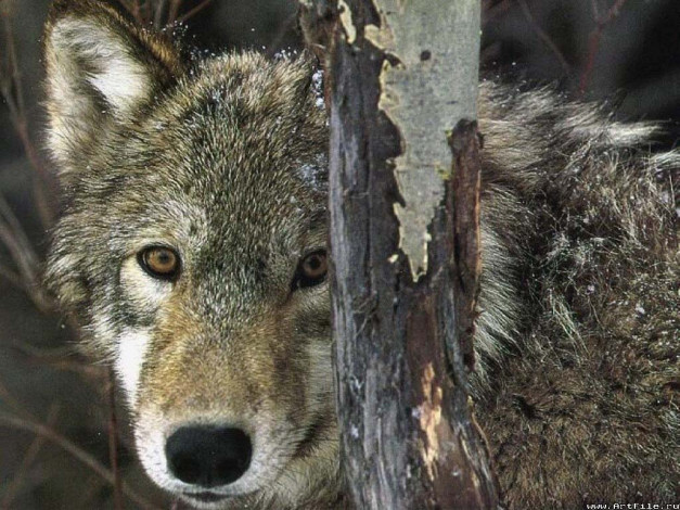 Обои картинки фото волк, животные, волки