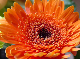 Картинка цветы герберы