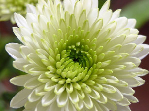 Картинка цветы хризантемы