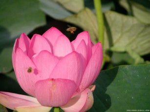 Картинка цветы лотосы