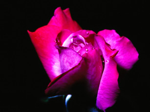 Картинка цветы розы