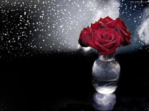 Картинка цветы розы