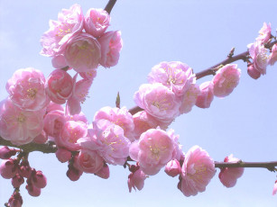 Картинка цветы сакура вишня