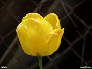 Картинка цветы тюльпаны