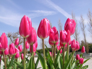 Картинка цветы тюльпаны