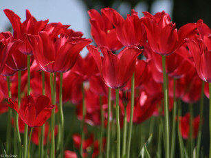 Картинка цветы тюльпаны