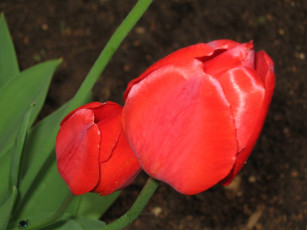 Картинка цветы тюльпаны