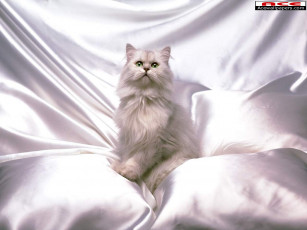 Картинка животные коты