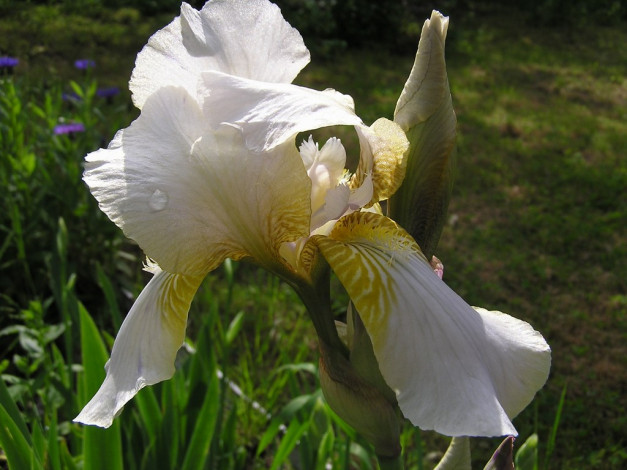 Обои картинки фото цветы, ирисы