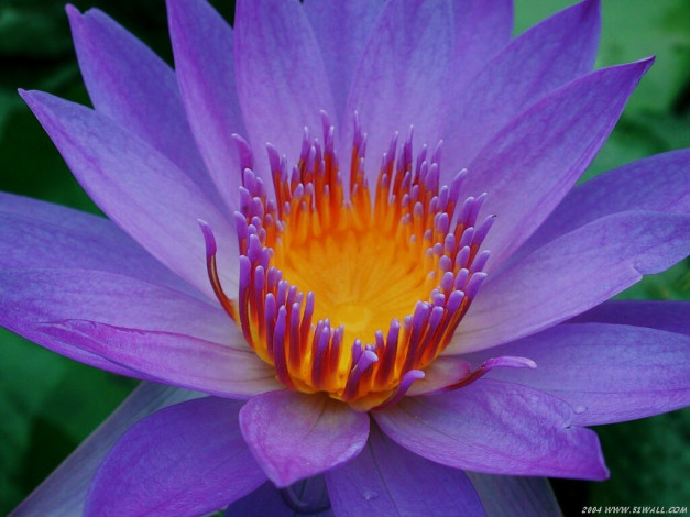 Обои картинки фото цветы, лилии, водяные, нимфеи, кувшинки