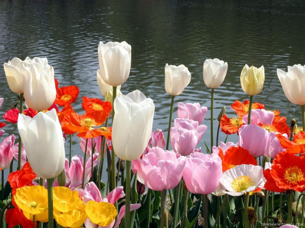 Обои картинки фото цветы, тюльпаны