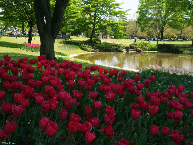 Обои картинки фото цветы, тюльпаны