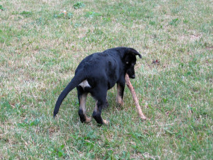 Картинка амур животные собаки