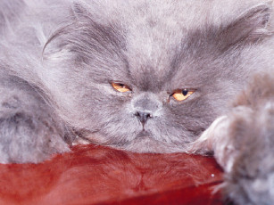 Картинка животные коты