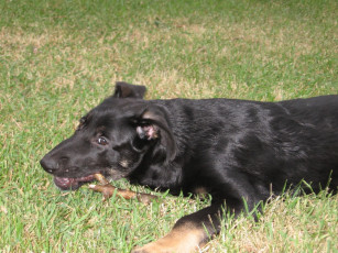 Картинка животные собаки