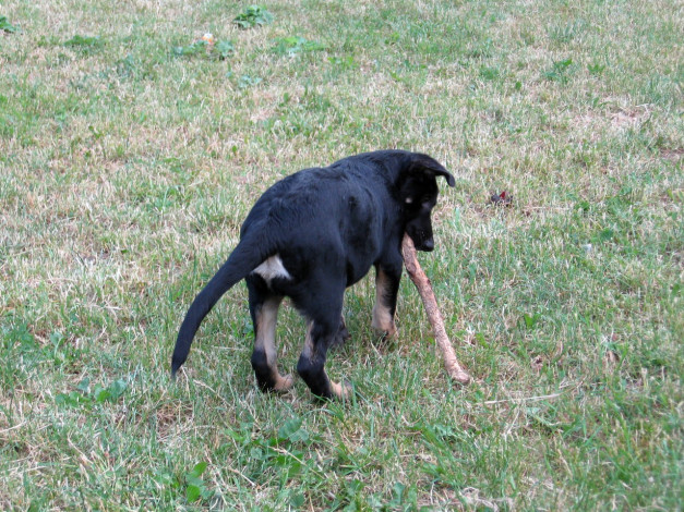 Обои картинки фото амур, животные, собаки