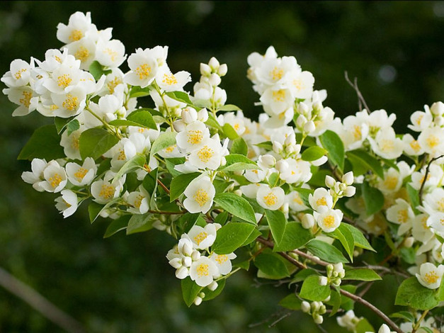 Обои картинки фото цветы, жасмин