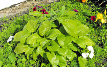 Картинка цветы разные вместе