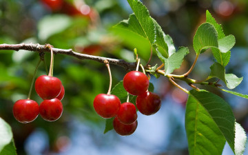 Картинка природа Ягоды