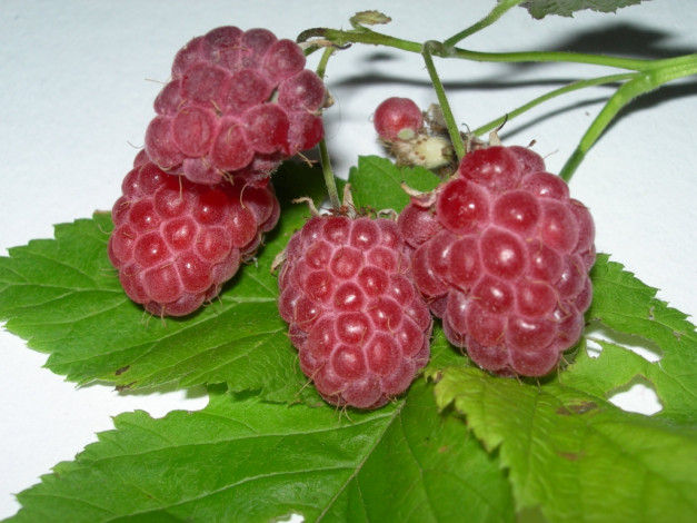 Обои картинки фото еда, малина