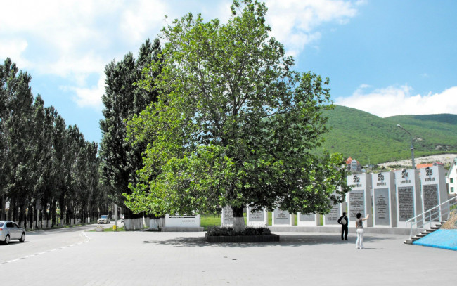 Обои картинки фото природа, деревья