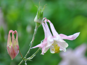 Картинка цветы аквилегия водосбор