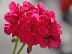 Картинка цветы герань