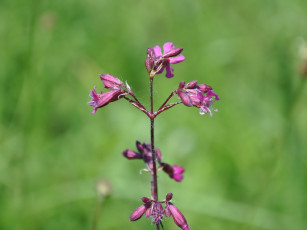 Картинка цветы луговые полевые