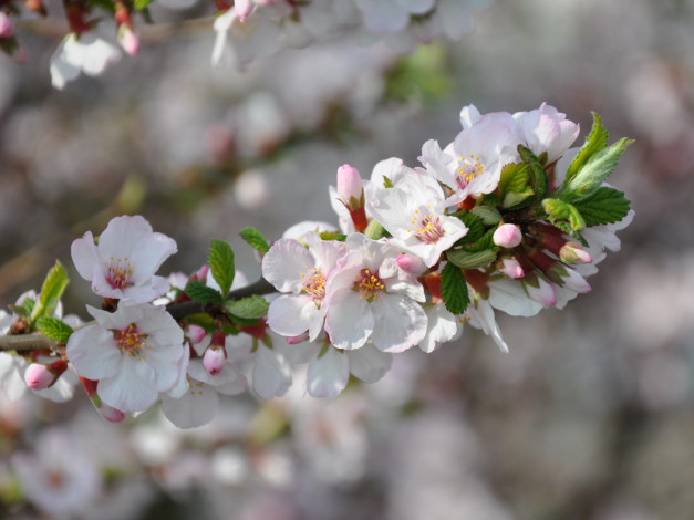 Обои картинки фото цветы, цветущие, деревья, кустарники