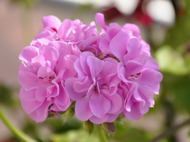 Обои картинки фото цветы, герань