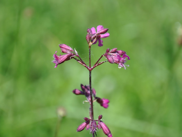 Обои картинки фото цветы, луговые, полевые