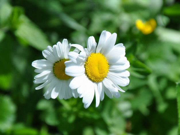 Обои картинки фото цветы, ромашки