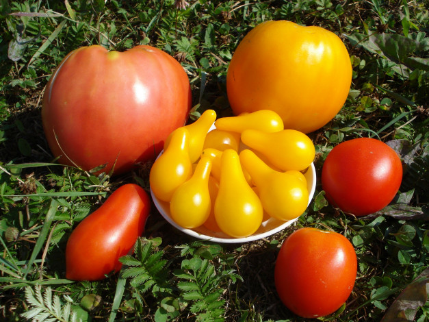 Обои картинки фото еда, помидоры, томаты